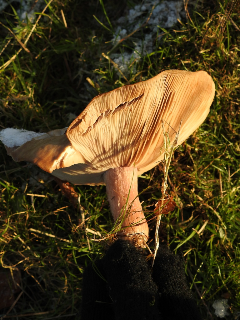 Collybia personata · January 2026 · photo: © cryptomarasmius (iNaturalist, cc-by)