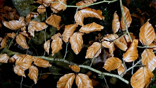 Beech