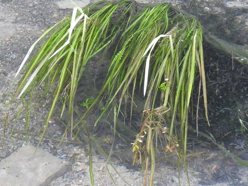 Image of Zizania texana by (c) Sam Kieschnick, some rights reserved (CC BY)