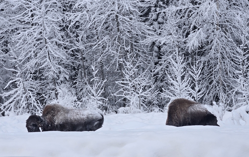 Wood Bison