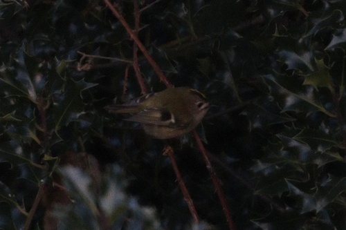 Goldcrest (Regulus regulus), photo 9