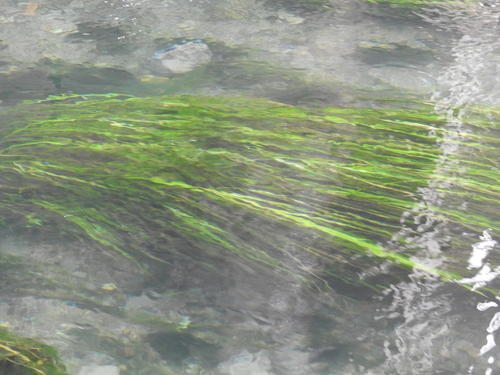 Image of Texas Wild Rice (Zizania texana) by (c) Sam Kieschnick, some rights reserved (CC BY)