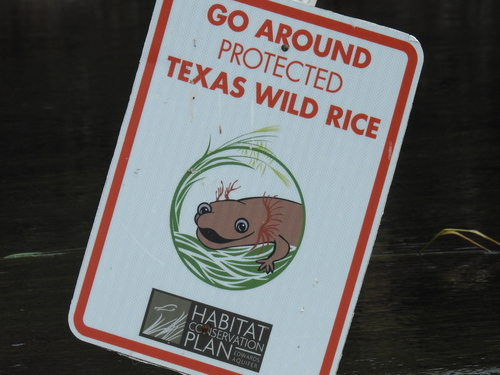 Image of Texas Wild Rice (Zizania texana) by (c) Sam Kieschnick, some rights reserved (CC BY)