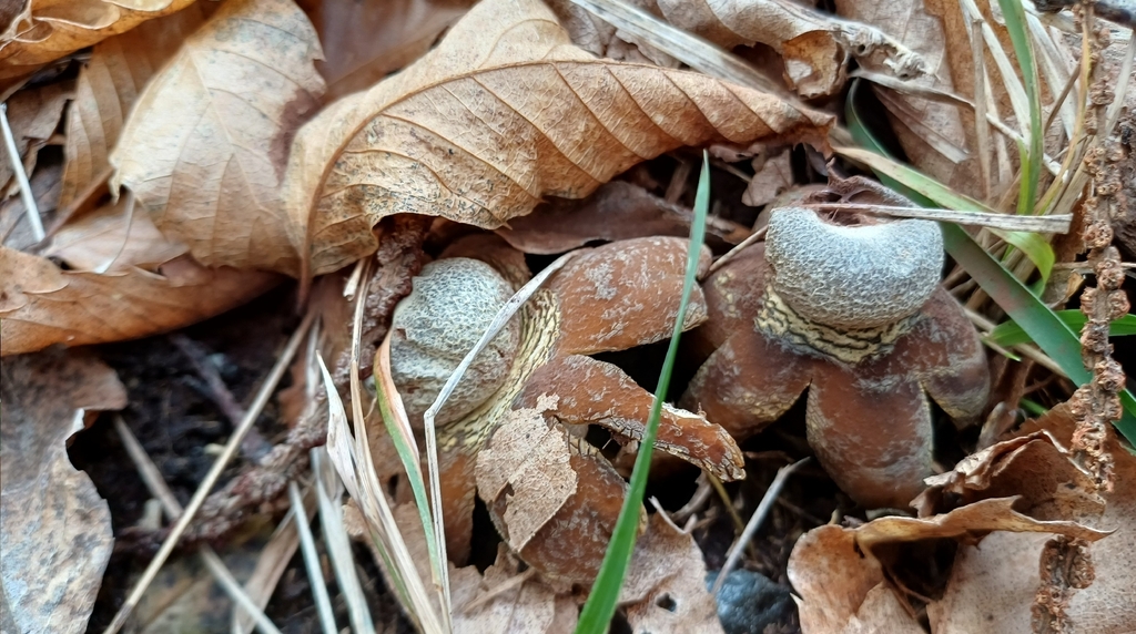 Astraeus hygrometricus · January 2026 · photo: © giacomonavari (iNaturalist, cc-by)