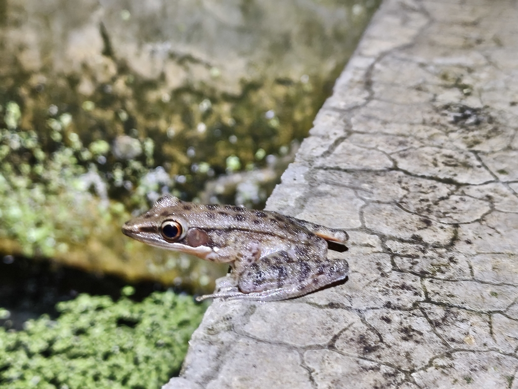 Kongkang kolam (Chalcorana chalconota)