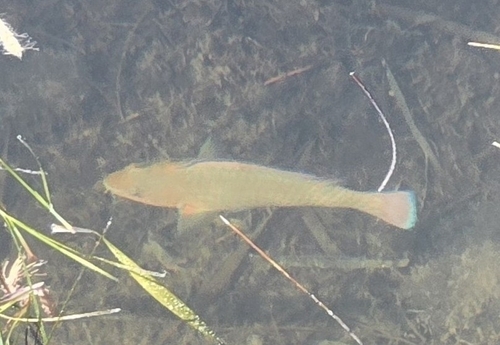 Blue rainbow (Scarus guacamaia) — Scaridae