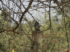 Melaenornis fischeri