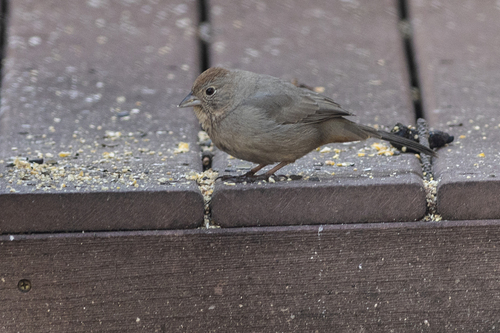 Canyon Towhee (Melozone fusca)