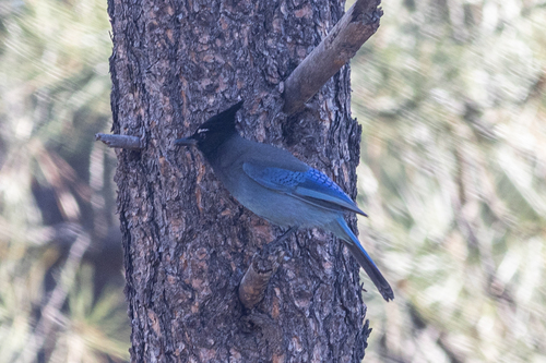 Steller's Jay (Cyanocitta stelleri)