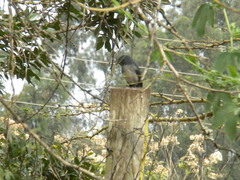Melaenornis fischeri