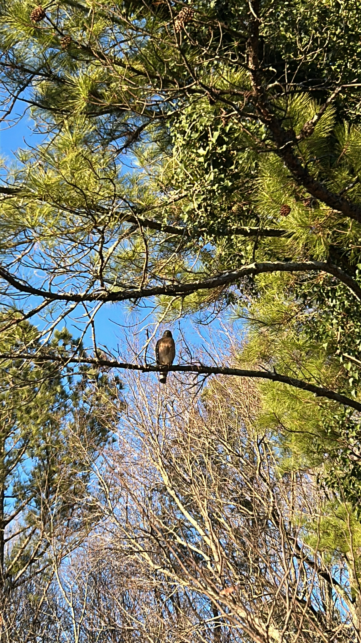Buteo lineatus (Gmelin, 1788)