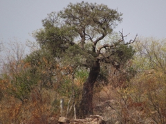 Forchhammeria watsonii