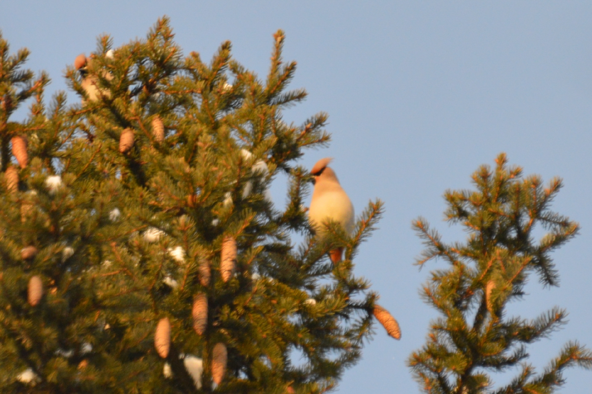 Bohemian Waxwing (Bombycilla garrulus), photo 3