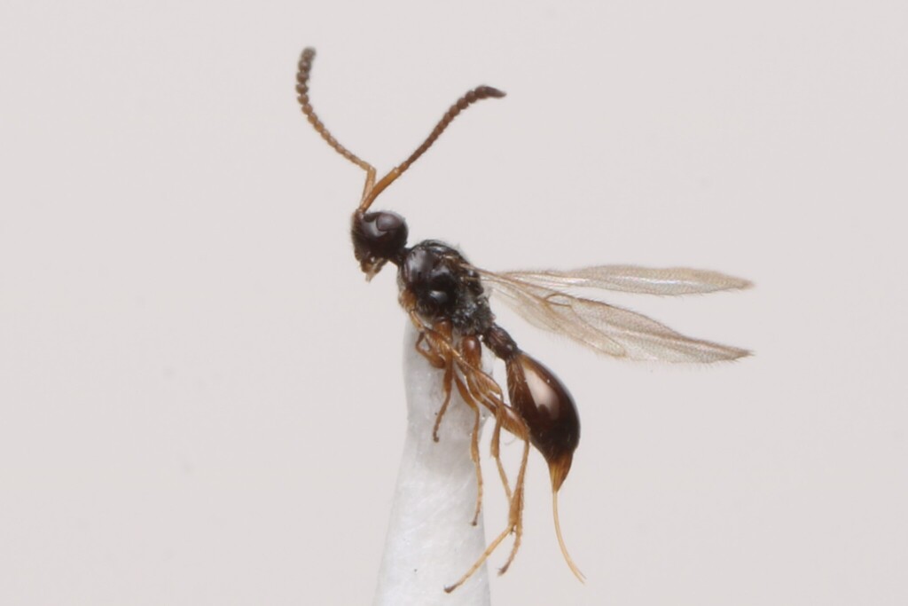 Opazon parvulum