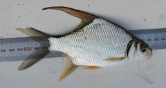 Sickle Fin Barb photo 2