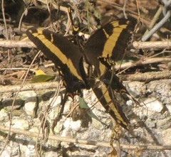 Heraclides andraemon