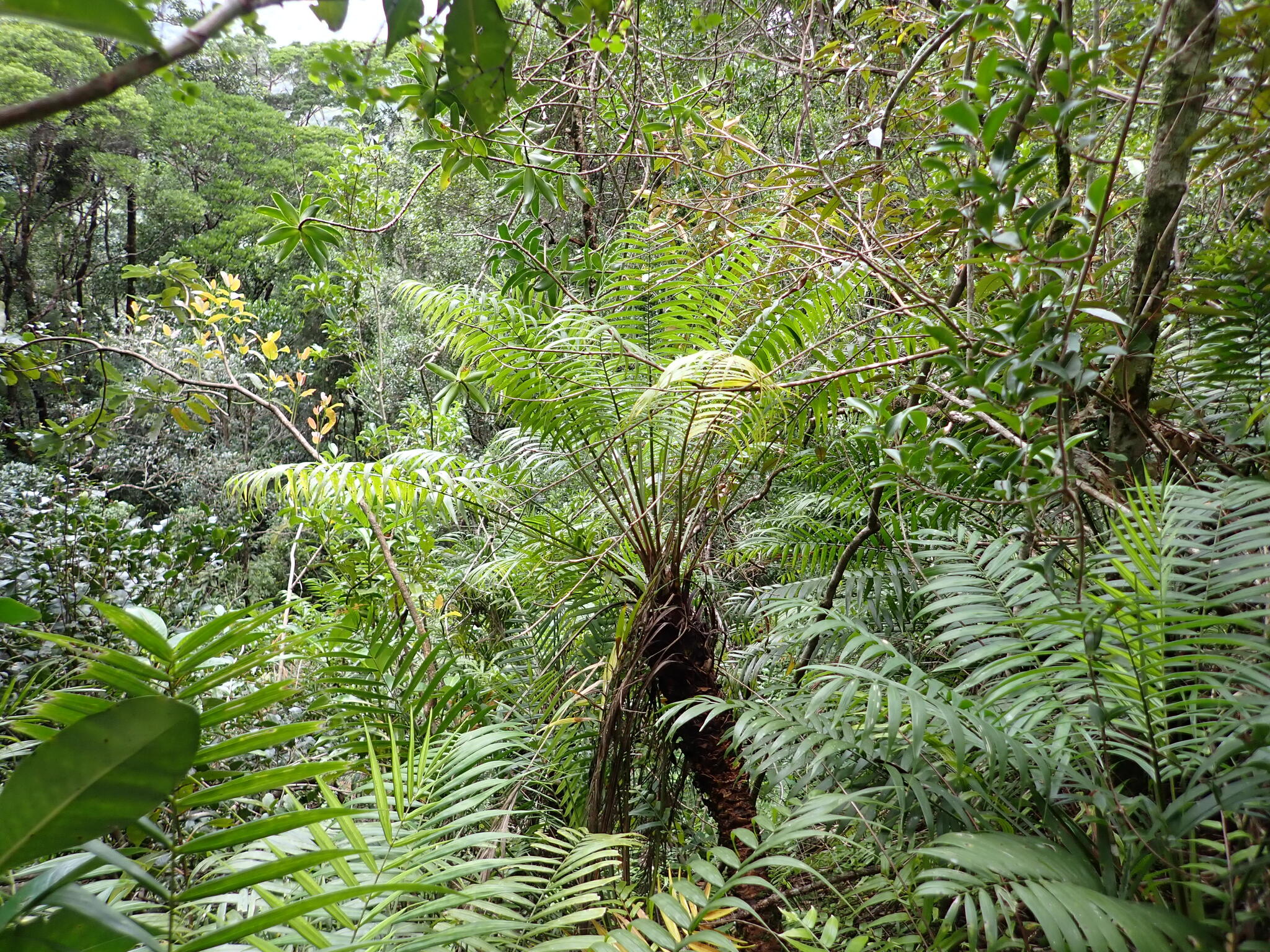 Ravenea cycadifolia