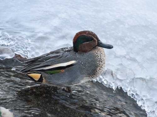 Green-winged Teal (Anas crecca), photo 7