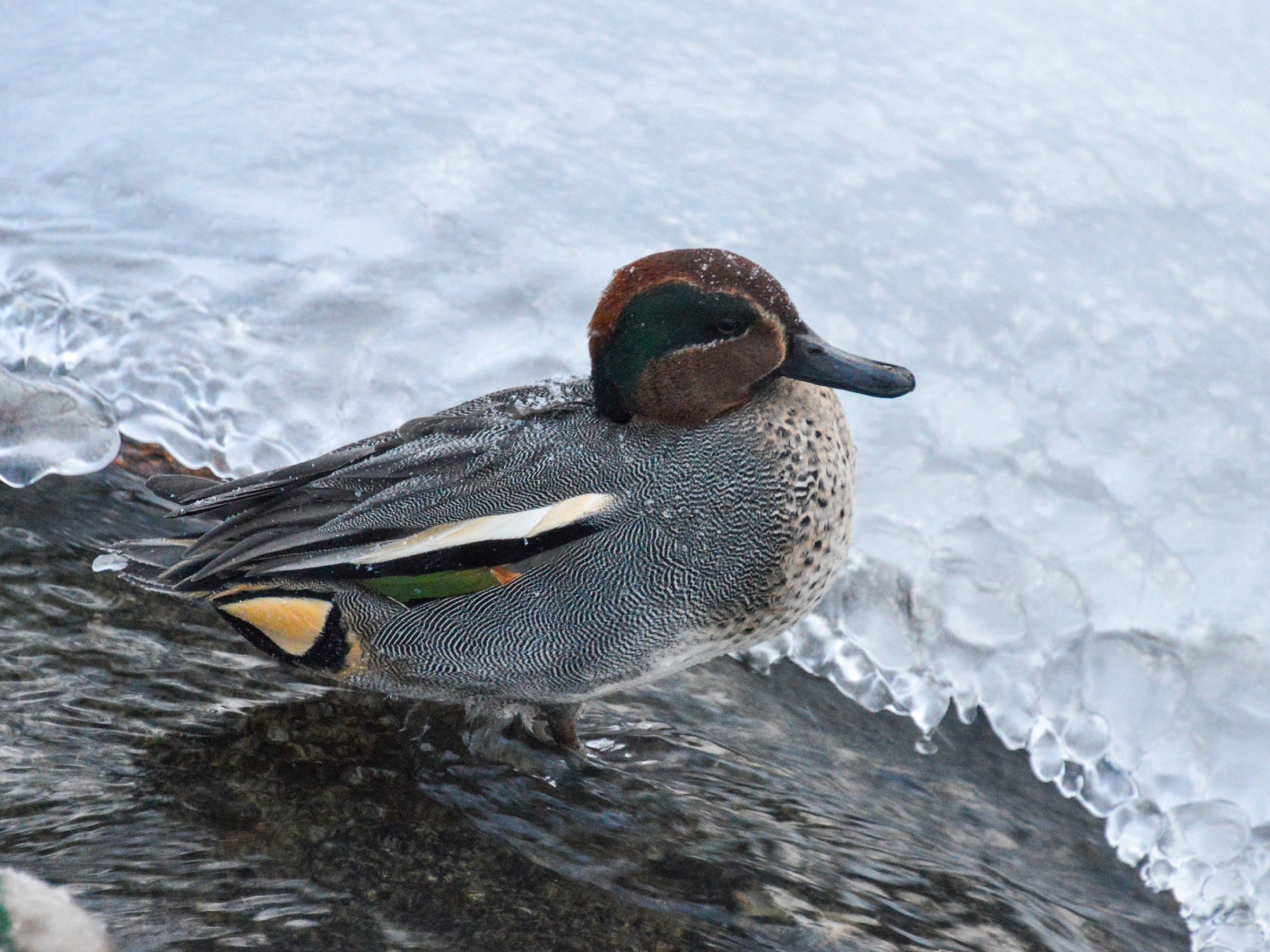 Green-winged Teal (Anas crecca), photo 7
