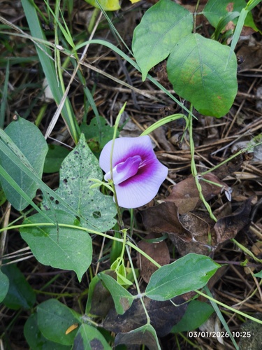 Centrosema plumieri (Centrosema plumieri)