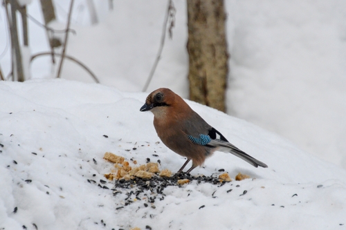 Eurasian Jay (Garrulus glandarius), photo 4