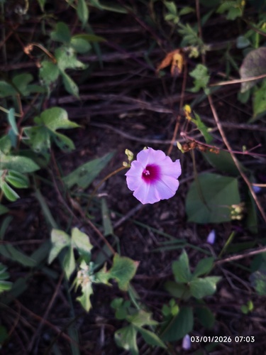threefork morning glory (Ipomoea trifida)