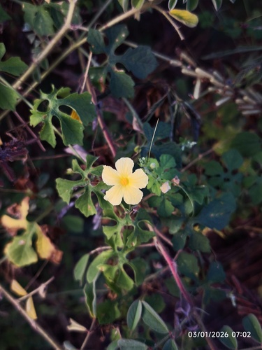 Cundeamor (Momordica charantia)