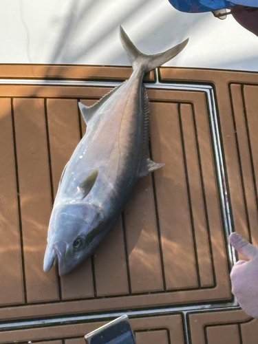 Allied kingfish (Seriola dumerili) — Carangidae