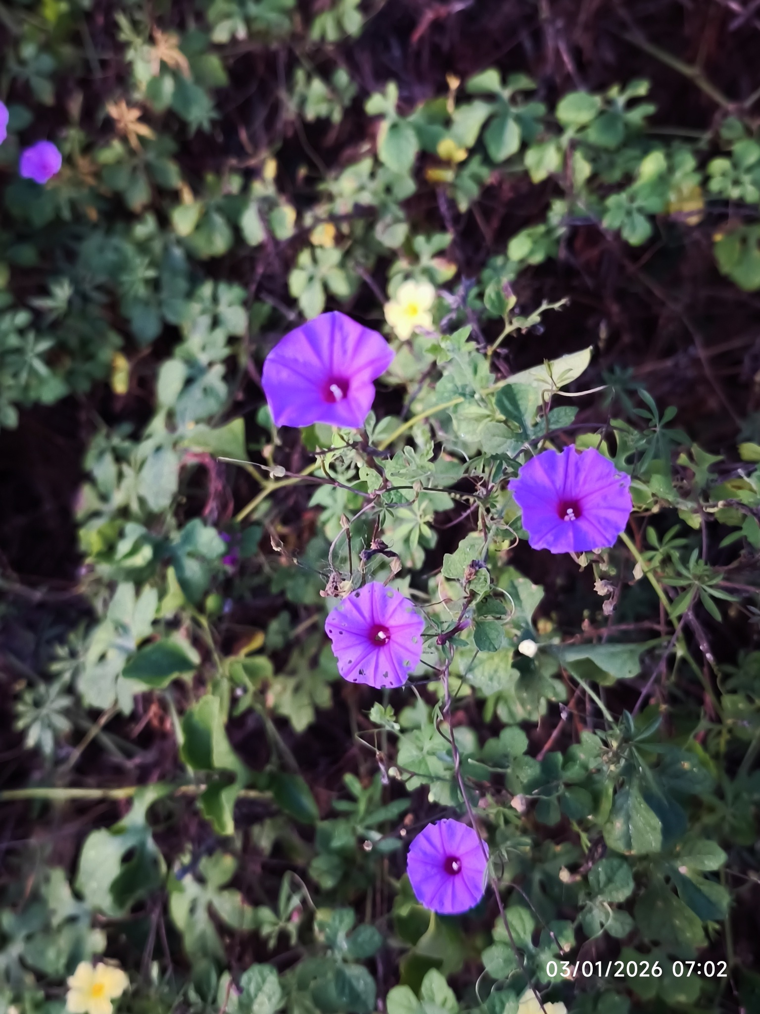 Imagem de corda-de-viola