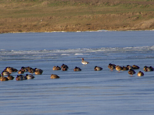 Eurasian Wigeon (Mareca penelope)