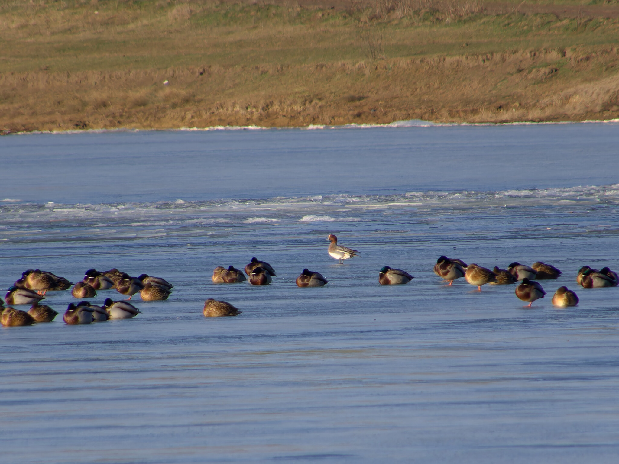 Eurasian Wigeon (Mareca penelope), photo 1