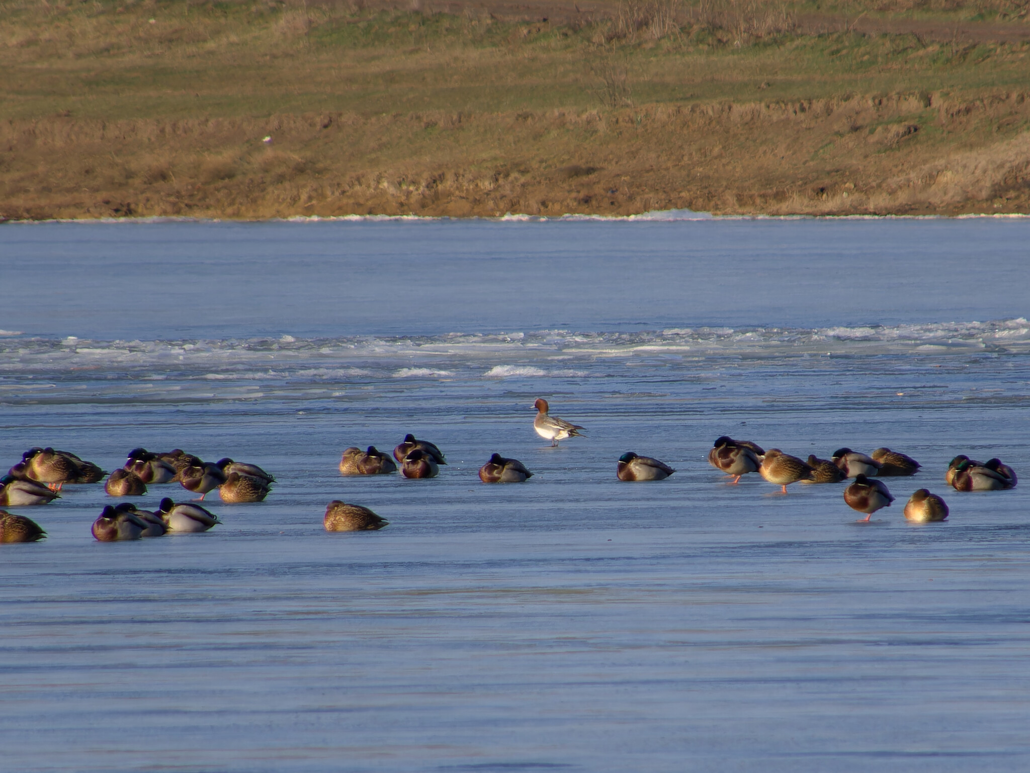 Eurasian Wigeon (Mareca penelope), photo 2