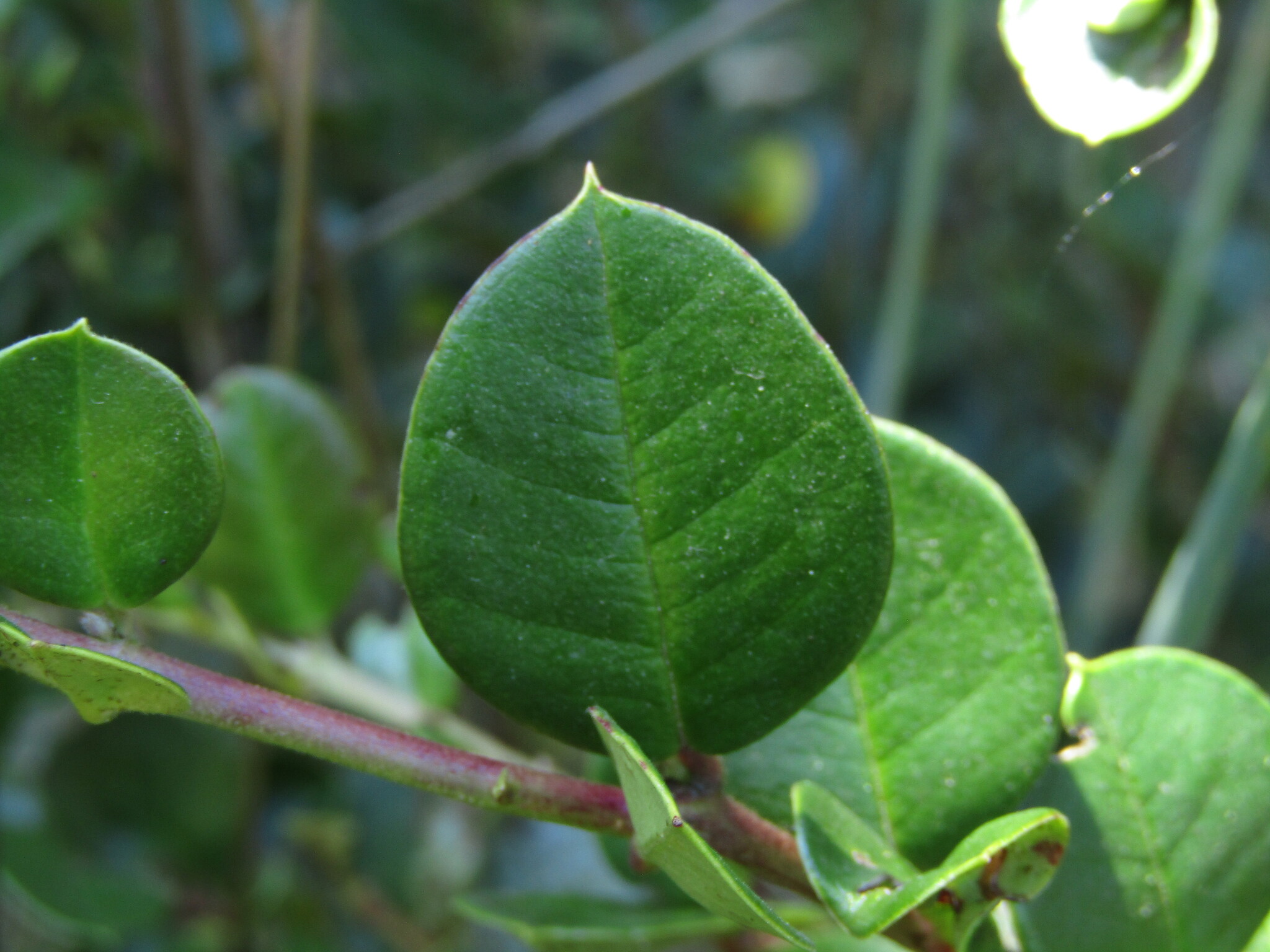 Chilean myrtle