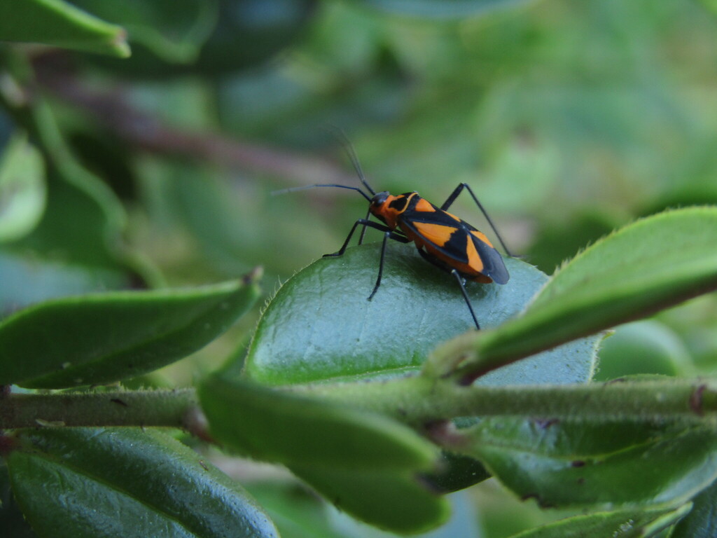 Eurylomata speciosa