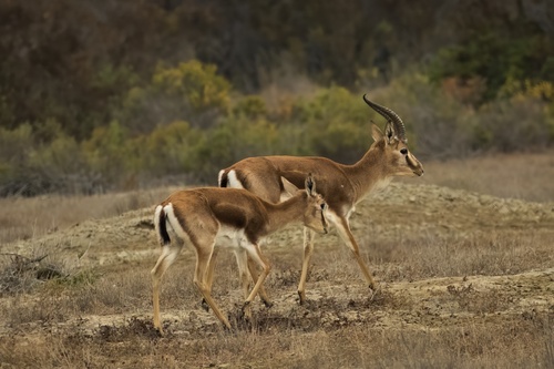 Persian gazelle