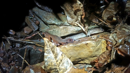 Desmognathus brimleyorum