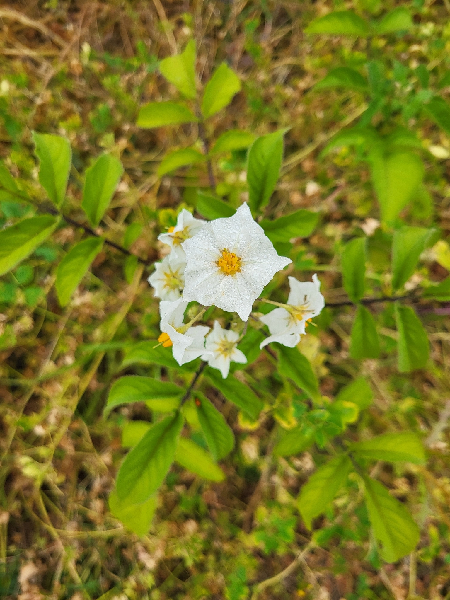 Papa cimarrona