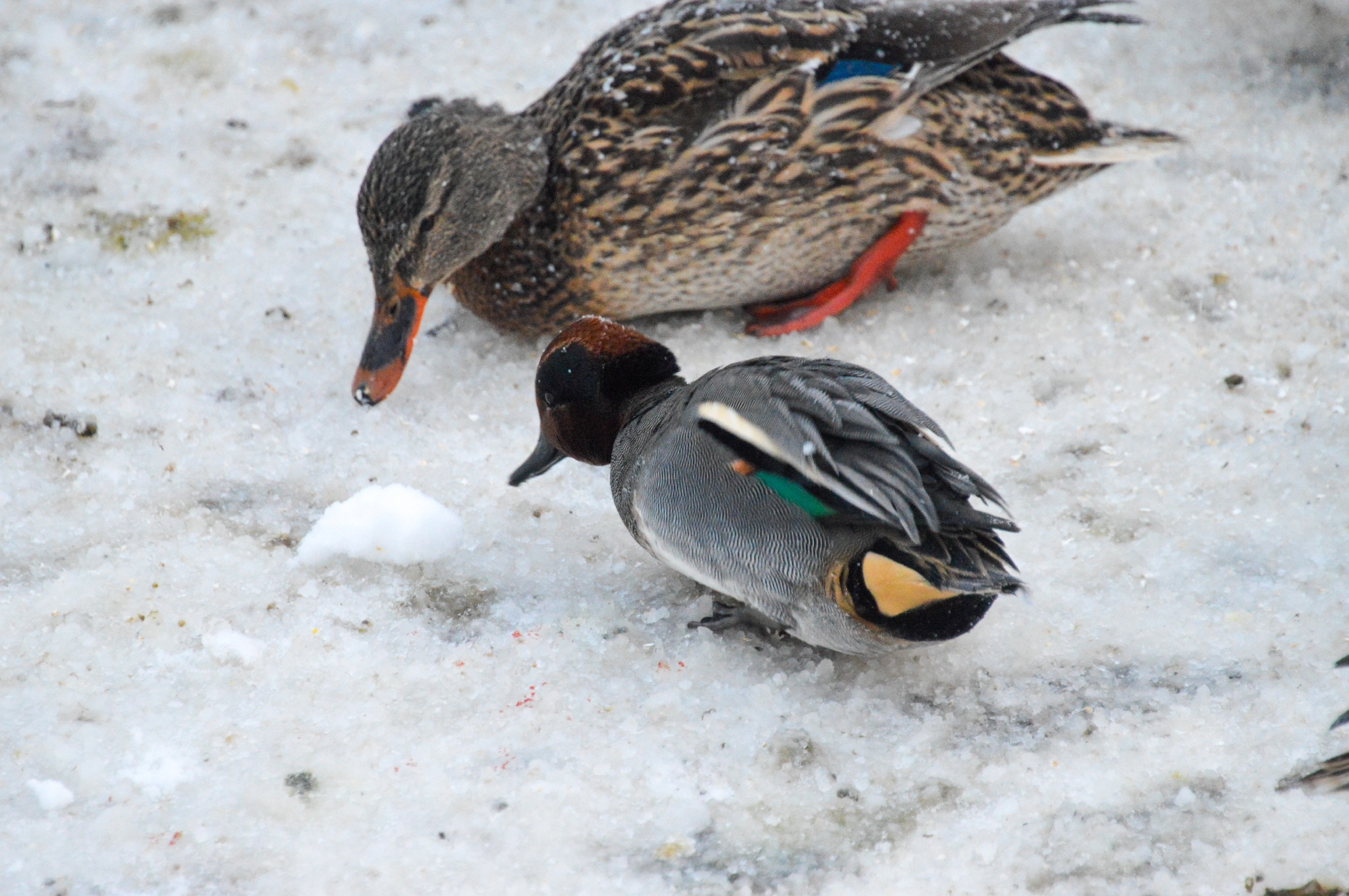 Green-winged Teal (Anas crecca), photo 1