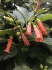 Iochroma fuchsioides