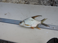 Sickle Fin Barb photo 3