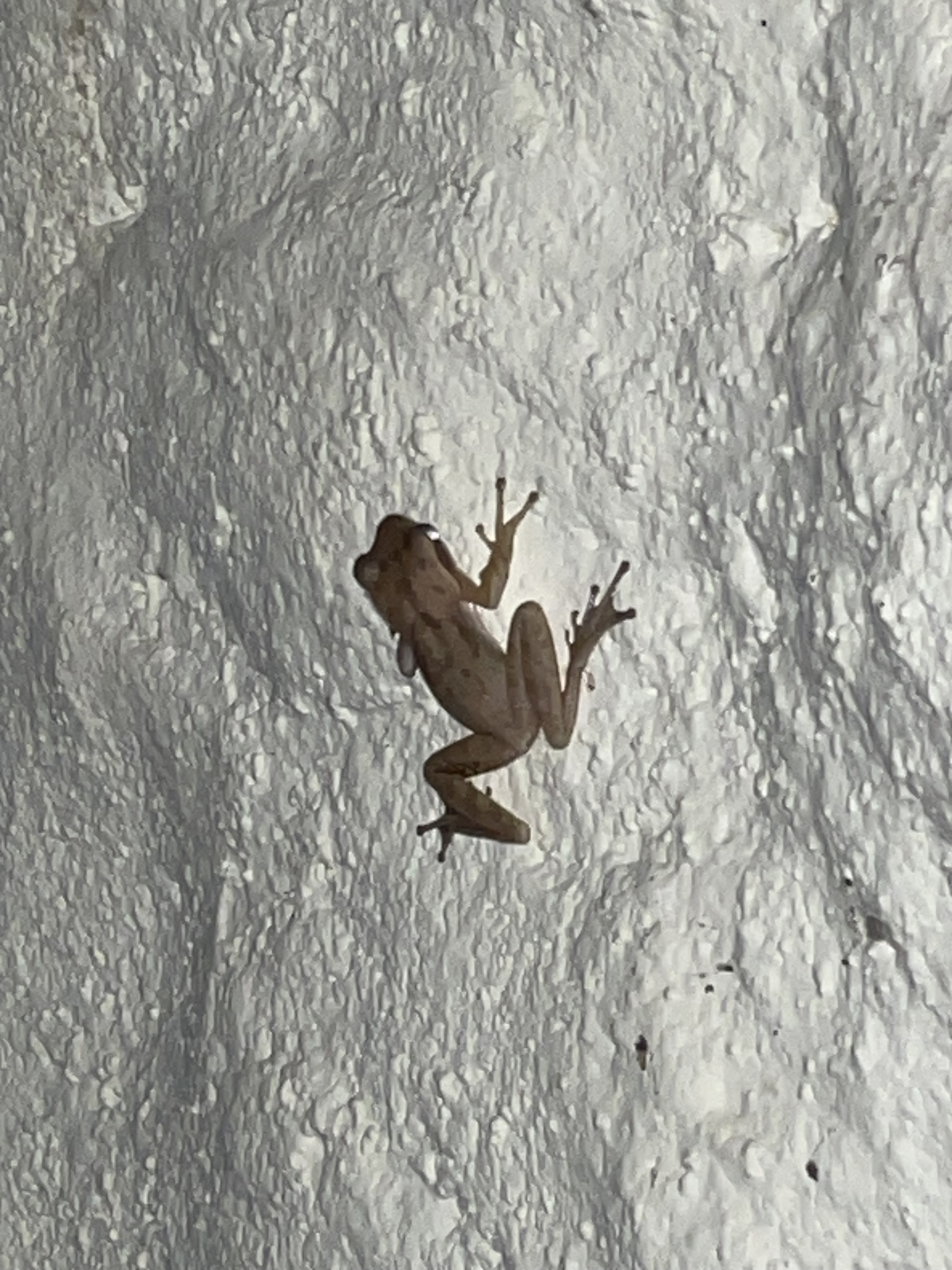 Polypedates maculatus (Gray, 1830)