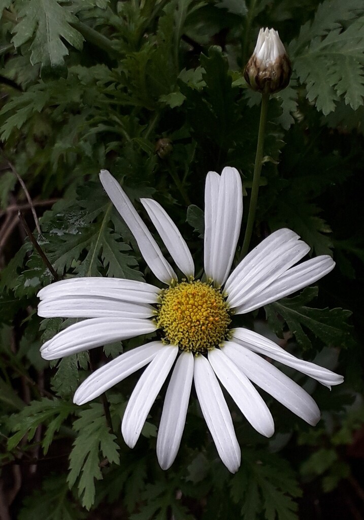 Argyranthemum broussonetii (Argyranthemum broussonetii)
