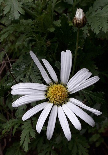 Argyranthemum broussonetii, photograph 2