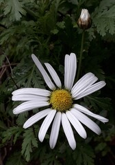 Argyranthemum broussonetii, photograph (c) Lídia Carrera, some rights reserved (CC BY)