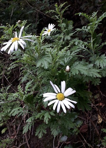 Argyranthemum broussonetii, photograph 3