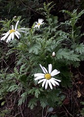 Argyranthemum broussonetii, photograph (c) Lídia Carrera, some rights reserved (CC BY)