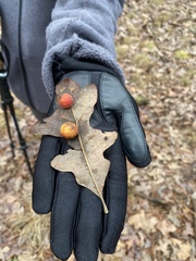 Atrusca quercuscentricola