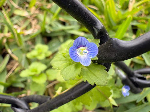 Another photo of Persian speedwell