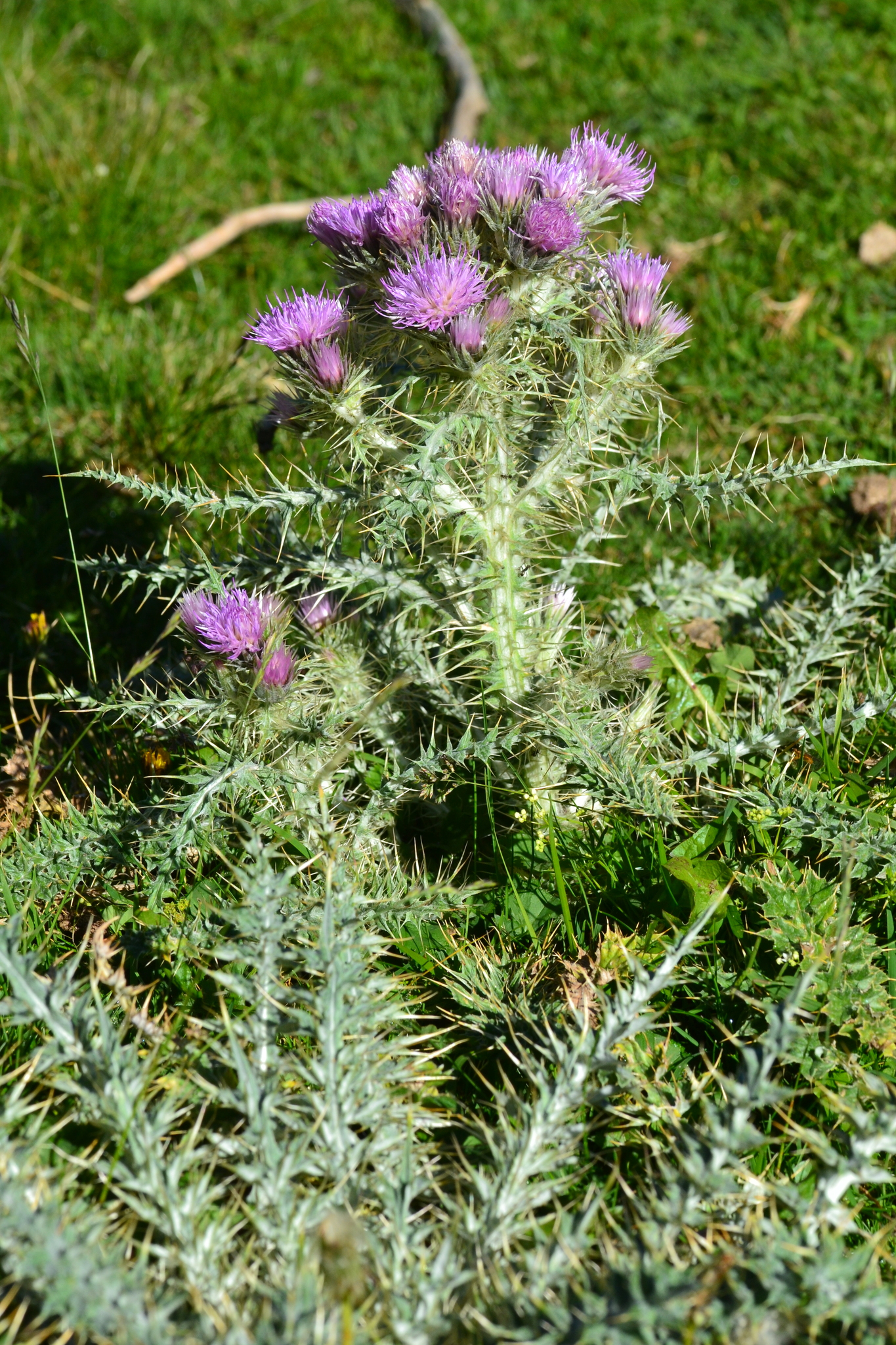 Pyrenean Thistle (Carduus carlinoides)