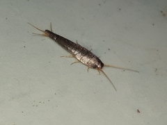 Lepisma